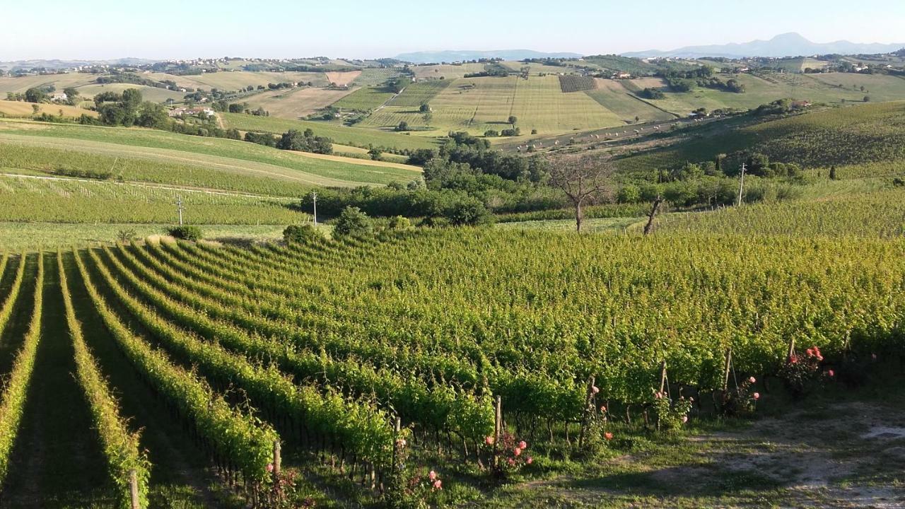 B & B Il Sicomoro Montecarotto Zewnętrze zdjęcie